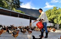 西藏:色果拉村奔小康